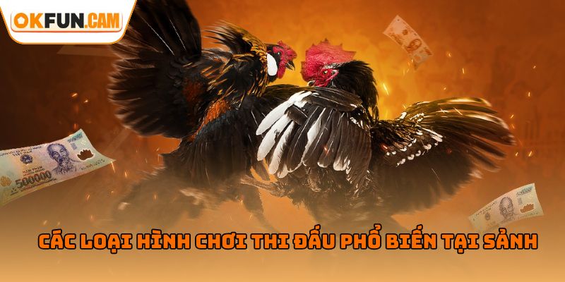 Các loại hình chơi thi đấu phổ biến tại sảnh đá gà OKFUN