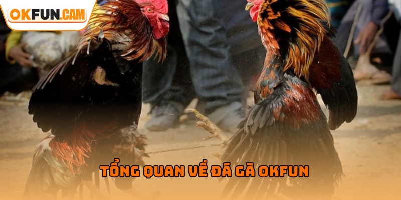 Tổng quan về đá gà OKFUN